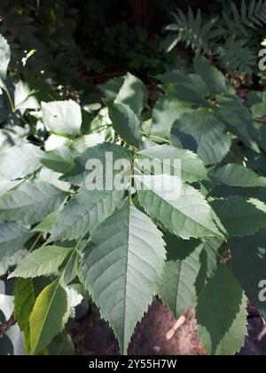 Frêne vert (Fraxinus pennsylvanica) Plantae Banque D'Images