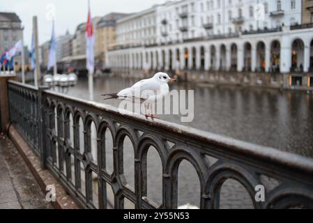 Une mouette est assise sur la balustrade près de la rivière. Centre de Hambourg en arrière-plan. Banque D'Images