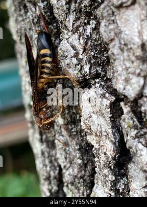 Pigeon Horntail (Tremex columba) Insecta Banque D'Images