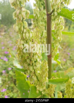 Quai écossais (Rumex aquaticus) Plantae Banque D'Images