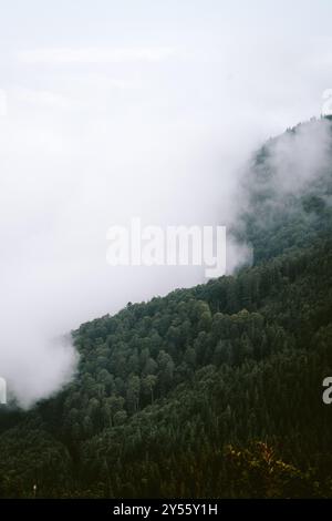 Brouillard roulant sur une forêt verte luxuriante, fusionnant avec les nuages dans un paysage montagneux tranquille Banque D'Images