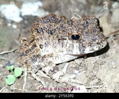 Grenouille à grosse tête commune (Oreobates quixensis) Amphibia Banque D'Images