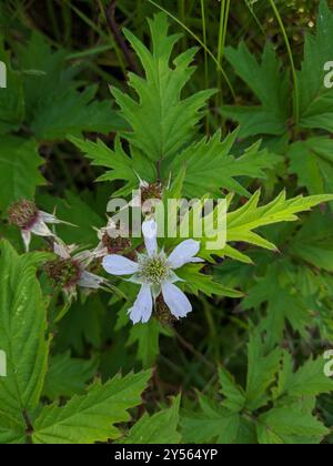 Mûrier à feuilles coupées (Rubus laciniatus) Plantae Banque D'Images