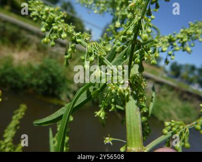 Quai écossais (Rumex aquaticus) Plantae Banque D'Images