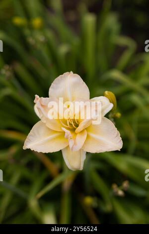 Belle crème (beige) Daylily dans le jardin sur fond de feuilles vertes. Il y a une petite araignée assise au centre de la fleur. Gar Banque D'Images
