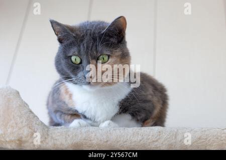 Beau chat tricolore domestique avec des yeux jaune-vert (ambre) se trouve sur le complexe de jeu de chat à l'intérieur et regarde loin. Mise au point sélective, gros plan. Banque D'Images