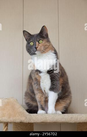 Beau chat tricolore domestique avec des yeux jaune-vert (ambre) se trouve sur le complexe de jeu de chat à l'intérieur et regarde loin. Mise au point sélective, gros plan. Banque D'Images