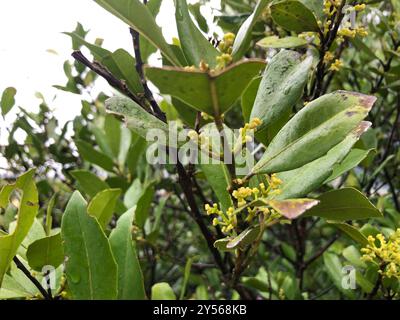 Pigeonwood (Hedycarya arborea) Plantae Banque D'Images