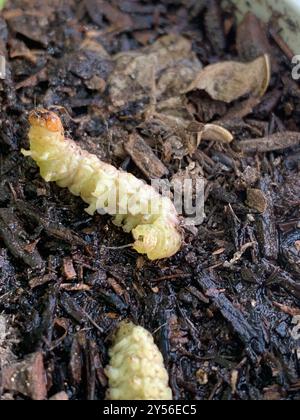 Insecte de la papille des palmiers (Litoprosopus coachella) Banque D'Images