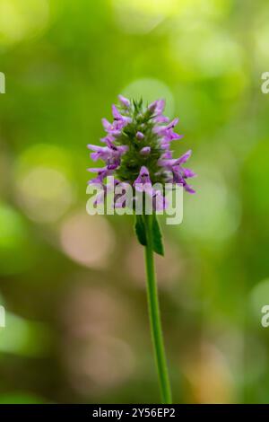 Betonica officinalis Stachys officinalis, communément appelée haie commune, bétonie, bétonie de bois, bishaire ou moût d'évêque, est une espèce de flo Banque D'Images