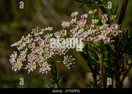 Fleurs roses du Grand burnet ou Pimpinella major. Banque D'Images