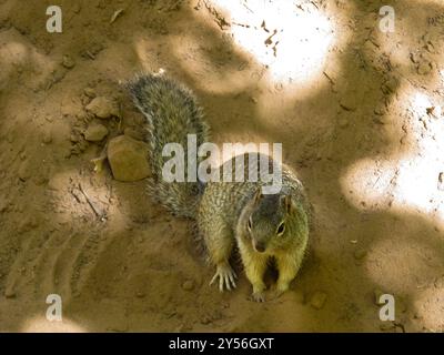 Un écureuil rocheux sur le sol sablonneux à l'ombre tamisée dans le parc national de Zion dans l'Utah Banque D'Images