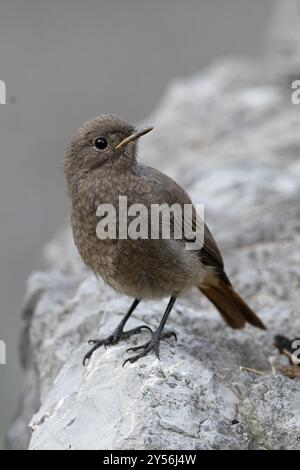 Black Redstart (Phoenicurus ochruros) juvénile Suisse août 2024 Banque D'Images