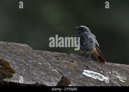 Black Redstart (Phoenicurus ochruros) mue mâle Suisse août 2024 Banque D'Images