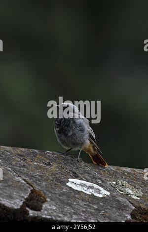 Black Redstart (Phoenicurus ochruros) mue mâle Suisse août 2024 Banque D'Images