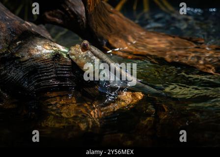 Mudskipper de l'Atlantique - Periophthalmus barbarus, unique et magnifique mudskipper originaire des eaux fraîches, marines et saumâtres de la côte atlantique tropicale Banque D'Images