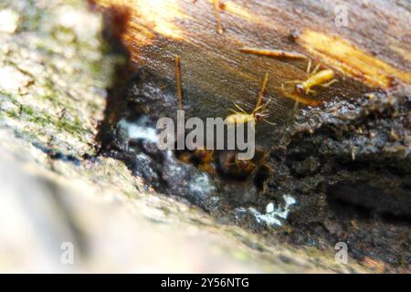 Termites de tête de cône (Nasutitermes) Insecta Banque D'Images