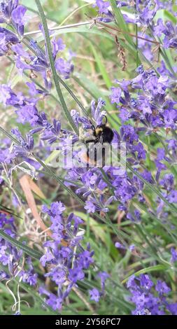 Insecte de Bumble Bee (Bombus soroeensis) à ceinture brisée Banque D'Images