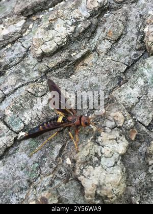 Pigeon Horntail (Tremex columba) Insecta Banque D'Images