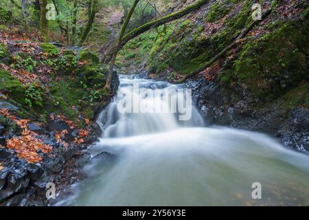 Les cascades d'UVAS Canyon se précipitent après de fortes pluies. Morgan Hill, comté de Santa Clara, Californie, États-Unis. Banque D'Images