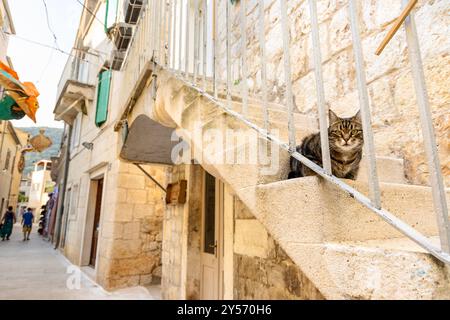 Chat assis sur les escaliers dans une ruelle étroite à Komiza, île de vis, Croatie Banque D'Images