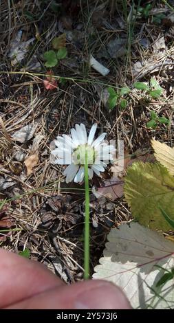 Marguerite Oxeye (Leucanthemum ircutianum) Plantae Banque D'Images