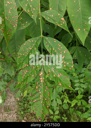 Mycosphaerella fraxinicola (tache de feuilles de frêne) Banque D'Images