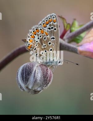 Une femelle papillon bleu commun (Polyommatus icarus) dans les Cotswold Hills Gloucestershire UK Banque D'Images