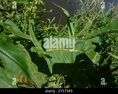 Quai écossais (Rumex aquaticus) Plantae Banque D'Images