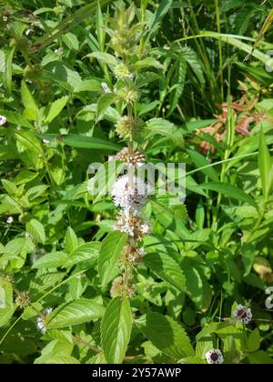 Menthe du Canada (Mentha canadensis) Plantae Banque D'Images