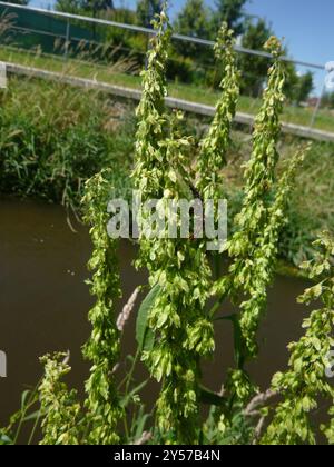 Quai écossais (Rumex aquaticus) Plantae Banque D'Images