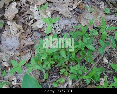 Paille de lit de réglisse (Galium circaezans) Plantae Banque D'Images