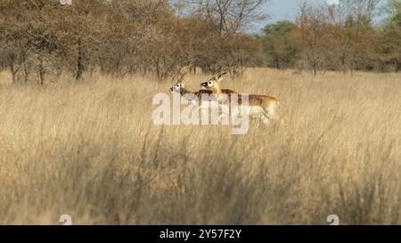 Belle paire Blackbuck. Les BlackBucks sont des antilopes originaires d'Inde. Ils sont connus pour leur manteau noir et blanc distinctif. Banque D'Images