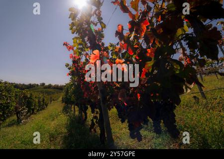 Rangées de vignes dans les collines du Piémont cear Acqui terme. Banque D'Images