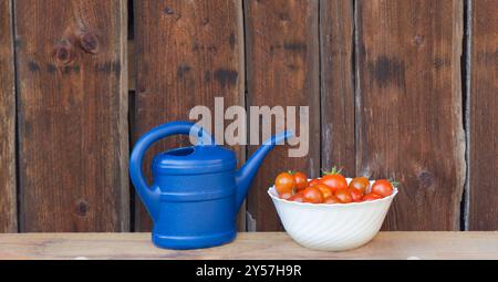 Récoltez les tomates rouges dans un bol blanc puis dans un arrosoir bleu. Jardinage de légumes frais et juteux de l'agriculture agricole. Nature organique solanum bio t Banque D'Images