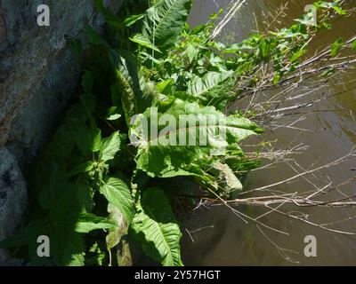 Quai écossais (Rumex aquaticus) Plantae Banque D'Images