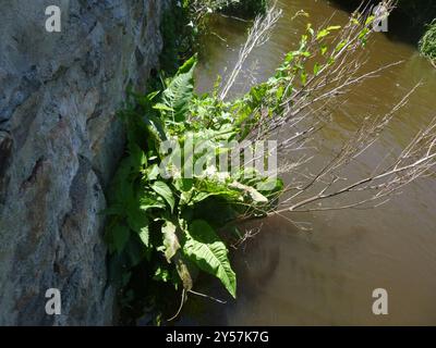 Quai écossais (Rumex aquaticus) Plantae Banque D'Images