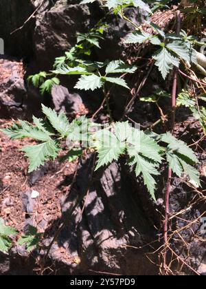 Mûrier à feuilles coupées (Rubus laciniatus) Plantae Banque D'Images