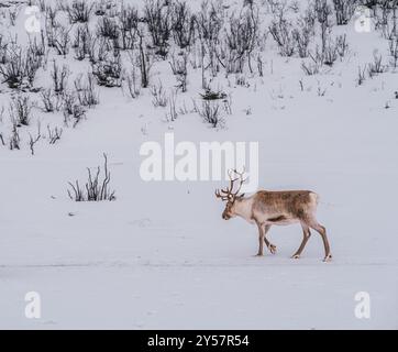 Un renne solitaire avec des bois s'éloigne dans la neige d'hiver dans un camp Sami dans la nature sauvage de Tromso, au nord de la Norvège. Banque D'Images