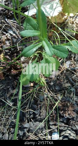 Marguerite Oxeye (Leucanthemum ircutianum) Plantae Banque D'Images