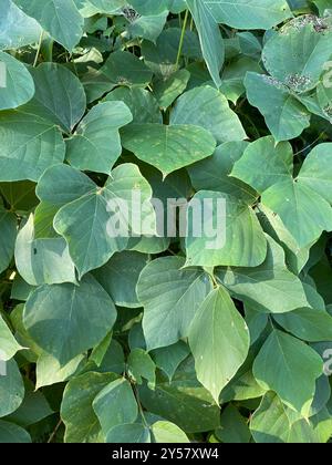 Haricot de Kudzu (Pueraria montana lobata) Plantae Banque D'Images