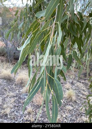 Bois de sang du désert (Corymbia terminalis) Plantae Banque D'Images