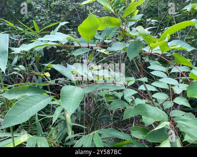 Poison sumac (Toxicodendron vernix) Plantae Banque D'Images