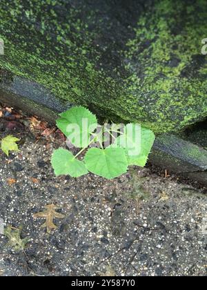 Arbre princesse (Paulownia tomentosa) Plantae Banque D'Images
