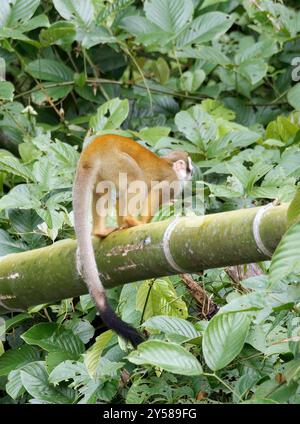 Singe écureuil équatorien, Totenkopfaffen, Saimiri cassiquiarensis macrodon, Parc national de Yasuní, Équateur, Amérique du Sud Banque D'Images