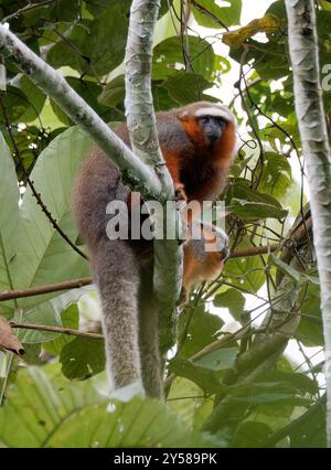 Singe titi à queue blanche, Weißschwanz-Springaffe, Plecturocebus discolor, Parc national de Yasuní, Équateur, Amérique du Sud Banque D'Images