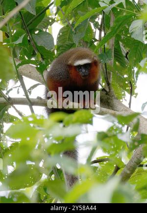 Singe titi à queue blanche, Weißschwanz-Springaffe, Plecturocebus discolor, Parc national de Yasuní, Équateur, Amérique du Sud Banque D'Images