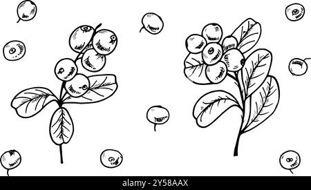 Canneberges sur branches avec feuilles et baies uniques vecteur d'illustration isolé clip Dessin de gravure de cowberries pour la conception Illustration de Vecteur