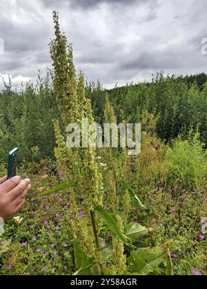 Quai écossais (Rumex aquaticus) Plantae Banque D'Images