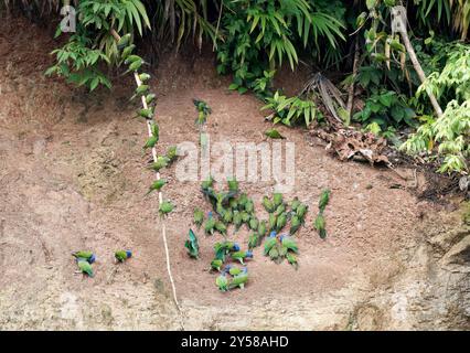 Perroquets léchant l'argile, perruche à tête sombre (Aratinga weddellii) et perroquet à tête bleue (Pionus menstruus), Parc national de Yasuní, Équateur, Amérique du Sud Banque D'Images